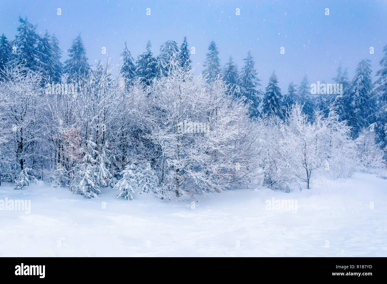 Inverno scena foresta: neve profonda e alberi innevati sotto il cielo azzurro in prima serata Foto Stock