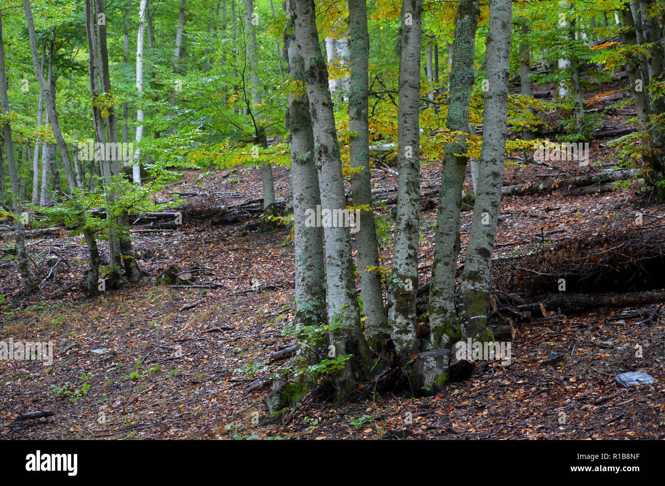 Tejera Negra faggio e boschi di quercia nella Sierra de Ayllón, Guadalajara, Spagna centrale Foto Stock