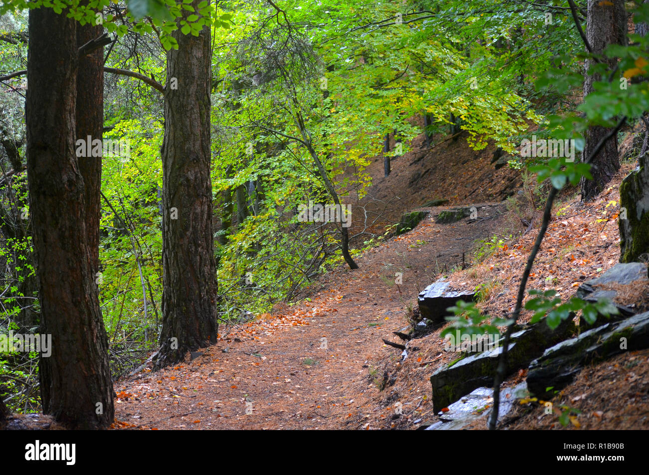 Tejera Negra faggio e boschi di quercia nella Sierra de Ayllón, Guadalajara, Spagna centrale Foto Stock