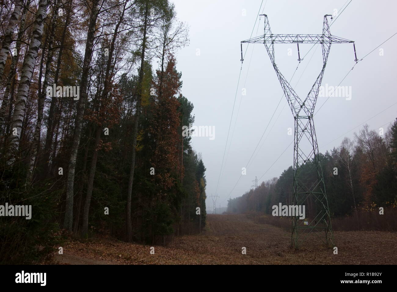 Alta tensione della linea di alimentazione che corre attraverso la foresta Foto Stock