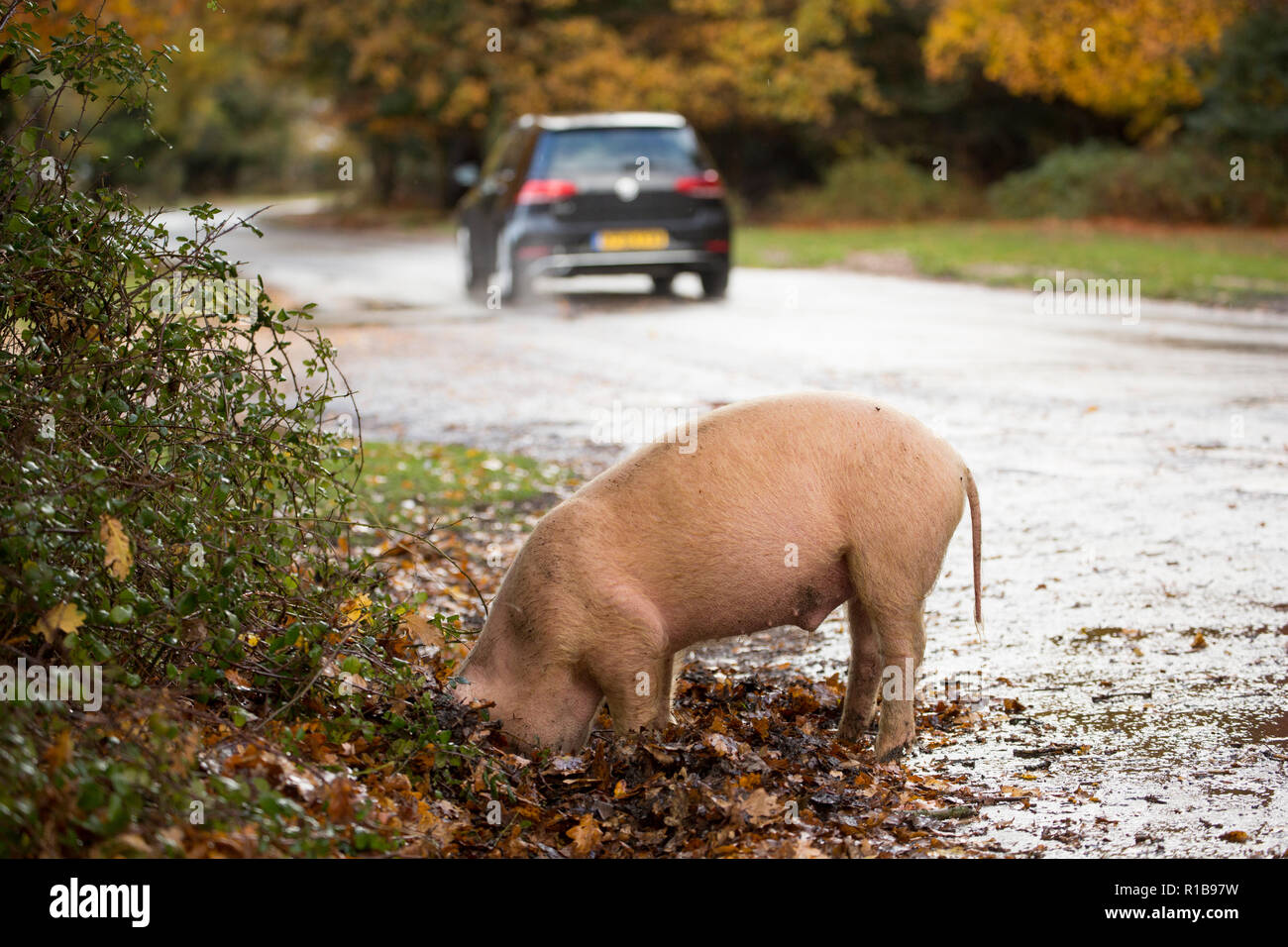 Un radicamento di maiale accanto a una strada nella nuova foresta durante quello che è noto come pannage, o comune del montante, in cui i suini vengono ruotati allentati per foraggio per acorn Foto Stock