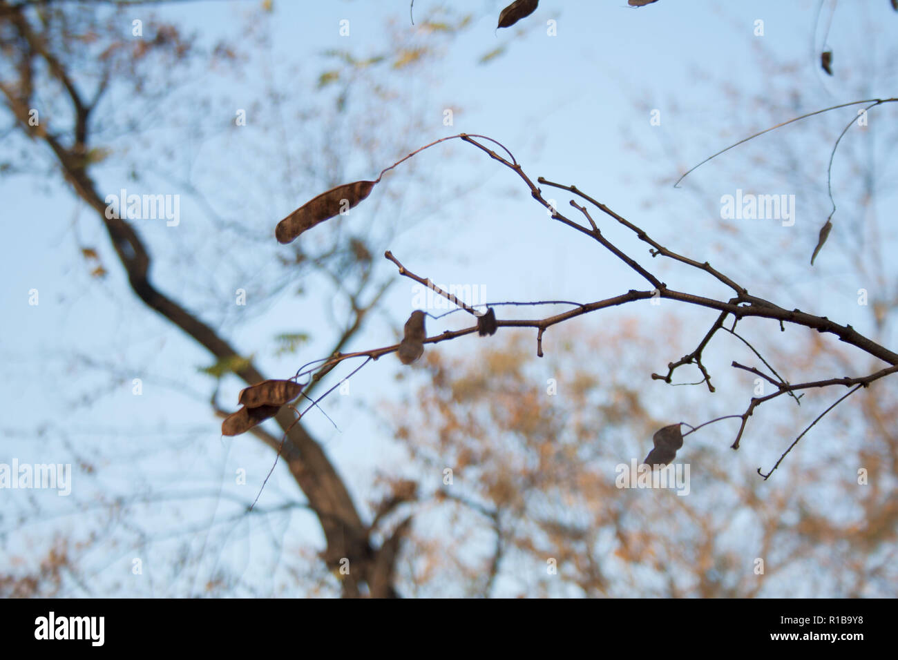 Acero sfrondato ramo di albero con samaras nel parco sulla giornata autunnale Foto Stock