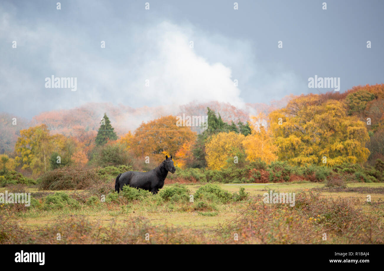 Un pony solitario della New Forest il giorno prima della Domenica della memoria sullo sfondo di foglie d'autunno, un cielo tempestoso e fumo da un falò. Il giorno vide Foto Stock