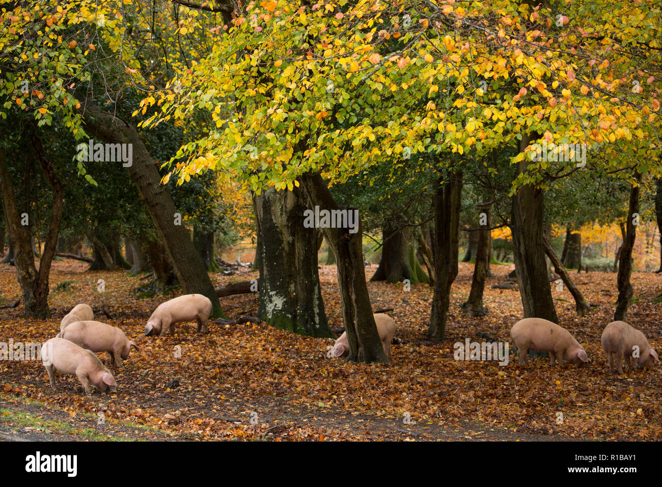 Suini radicamento vicino a una strada pubblica nella nuova foresta durante quello che è noto come pannage, o comune del montante, in cui i suini sono rivolti alla rinfusa a mangiare falle Foto Stock