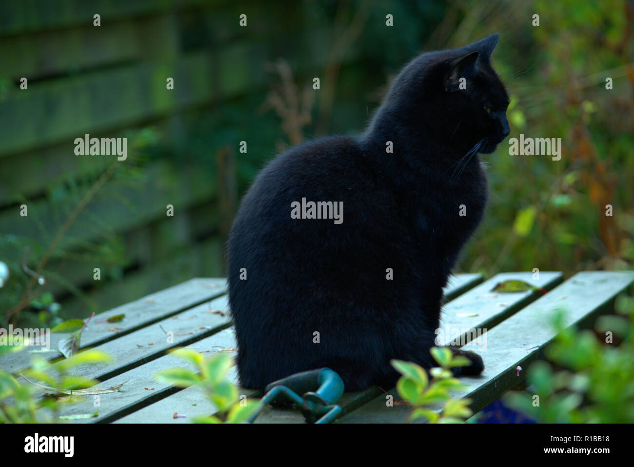 Gatto seduto su un tavolo da picnic, wet. Foto Stock