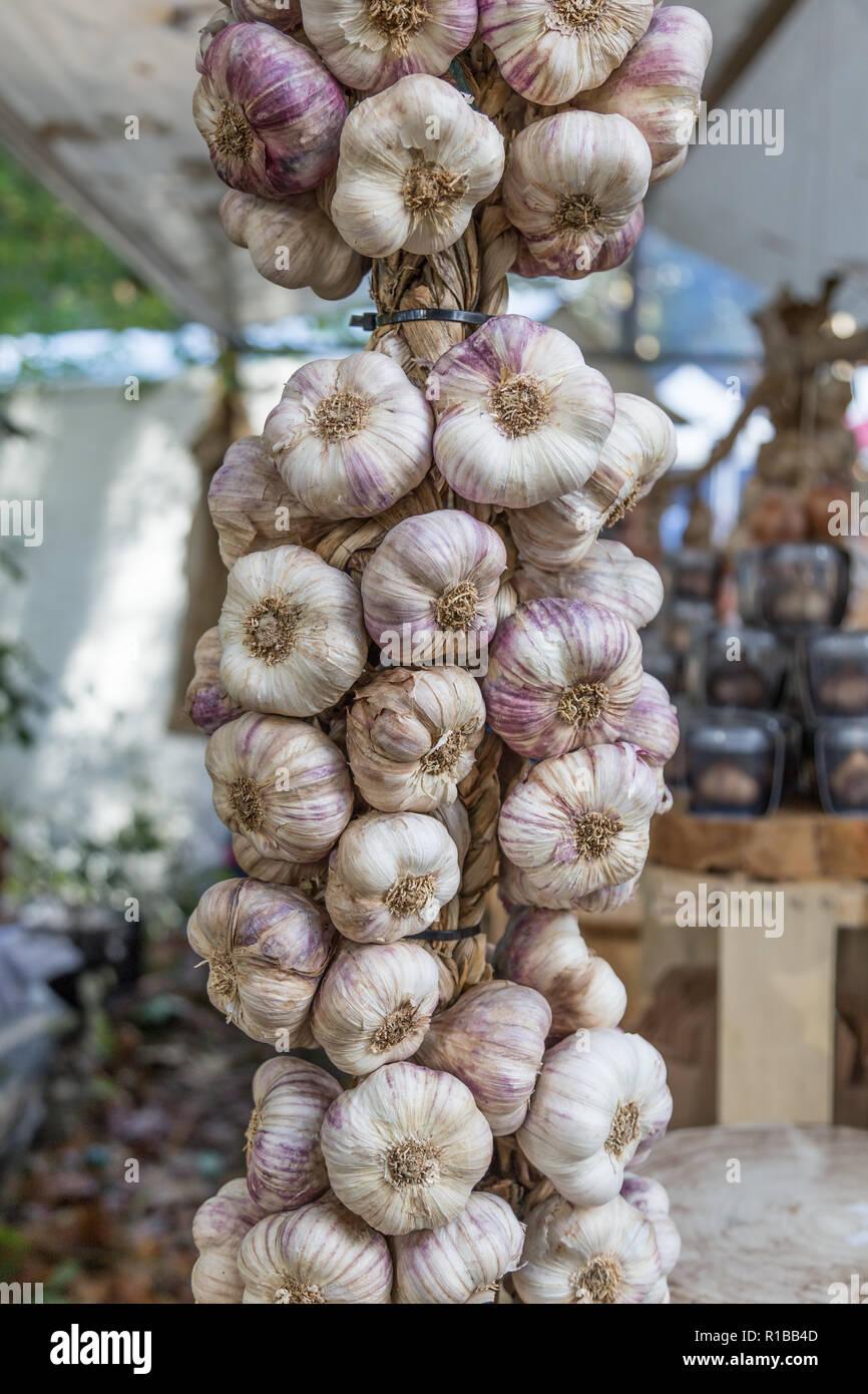 Stringa intrecciato di aglio biologico sul mercato Foto Stock