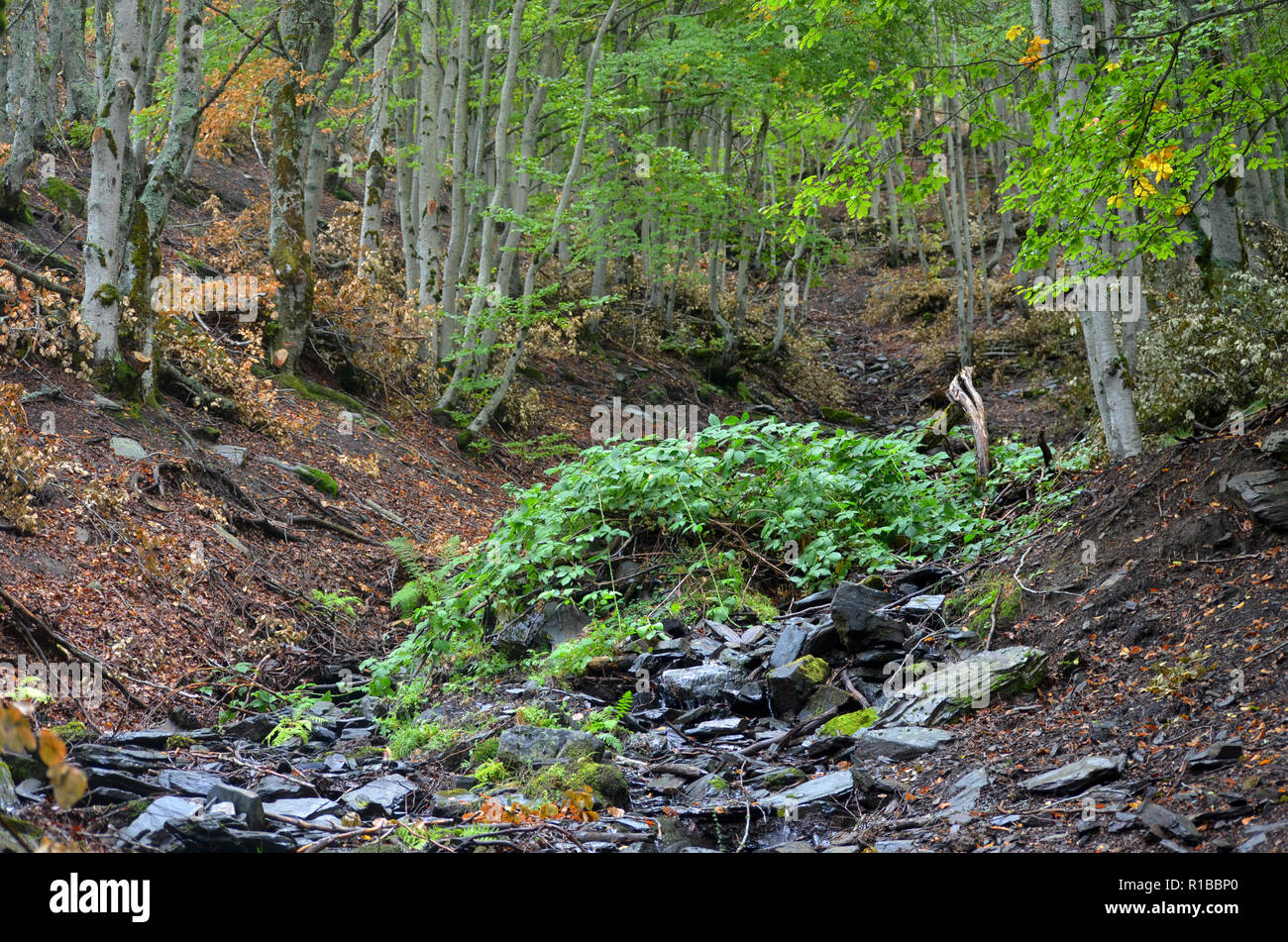 Tejera Negra faggio e boschi di quercia nella Sierra de Ayllón, Guadalajara, Spagna centrale Foto Stock