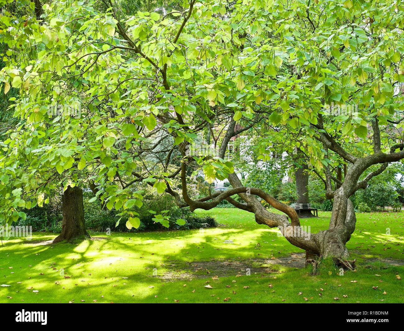Verde albero frondoso nella centrale piazza di Londra Foto Stock