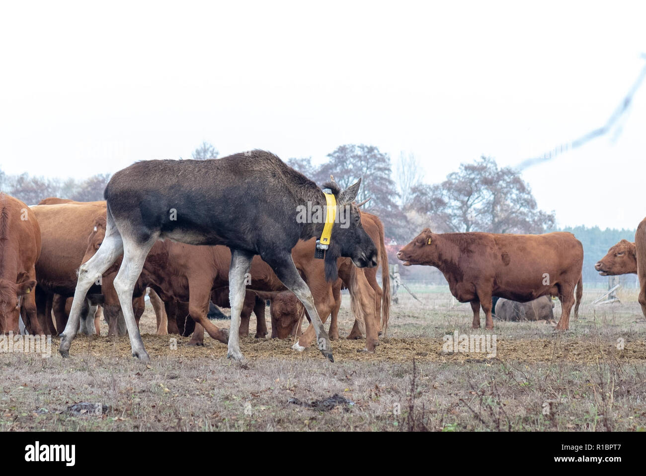 Bräsen, Germania - 11 Novembre 2018: una wild alci che è detto di avere emigrato in Germania dalla Polonia è caduto nell'amore con una mandria di mucche nel villaggio di Bräsen vicino a Dessau, Germania. L'animale, contrassegnati con un collare, custodisce la mandria di mucche e va solo nella foresta di mattina e di sera per mangiare ghiande. Elks è considerato estinto in Germania. Accade tuttavia che alcuni animali migrano dalla Polonia alla Germania. La natura degli ambientalisti sono ancora chiedendo il motivo per cui l'alce è entrato a far parte di una mandria di mucche. Credito: Mattis Kaminer/Alamy Live News Foto Stock