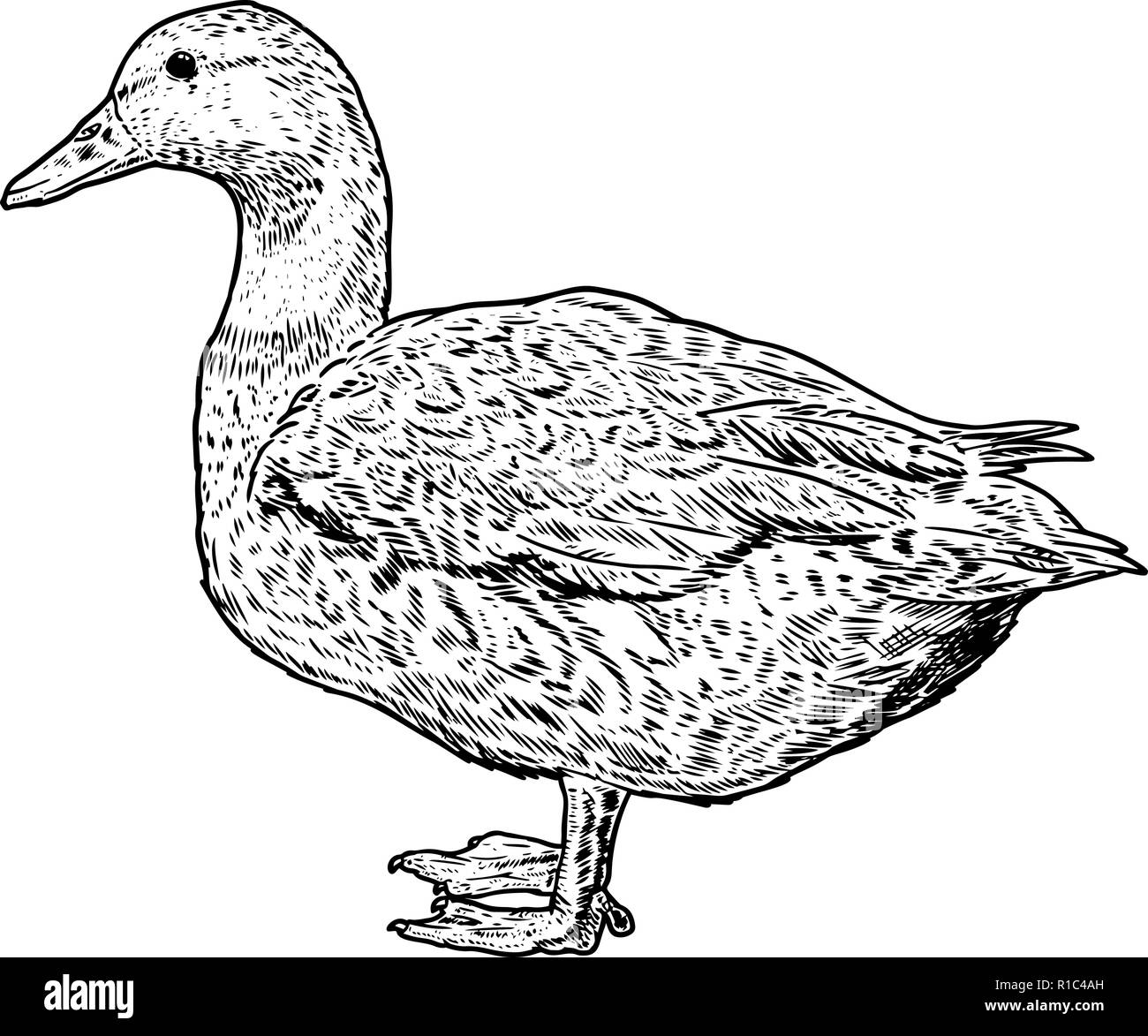 Wild duck illustration immagini e fotografie stock ad alta risoluzione - Alamy