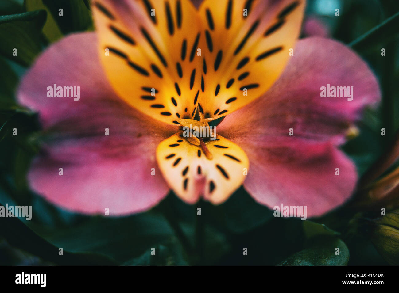 Close-up di un giallo e rosa fiore di alstroemeria aurea. Foto Stock