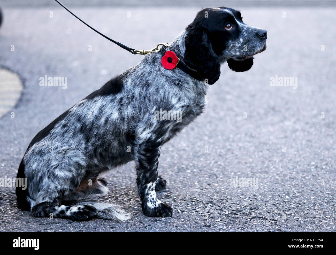 Un cane da ricerca prima della partita della Premier League a Stamford Bridge, Londra. PREMERE ASSOCIAZIONE foto. Data immagine: Domenica 11 novembre 2018. Vedi PA storia CALCIO Chelsea. Il credito fotografico dovrebbe essere: Steven Paston/PA Wire. RESTRIZIONI: Nessun utilizzo con audio, video, dati, elenchi di apparecchi, logo di club/campionato o servizi "live" non autorizzati. L'uso in-match online è limitato a 120 immagini, senza emulazione video. Nessun utilizzo nelle scommesse, nei giochi o nelle pubblicazioni di singoli club/campionati/giocatori. Foto Stock