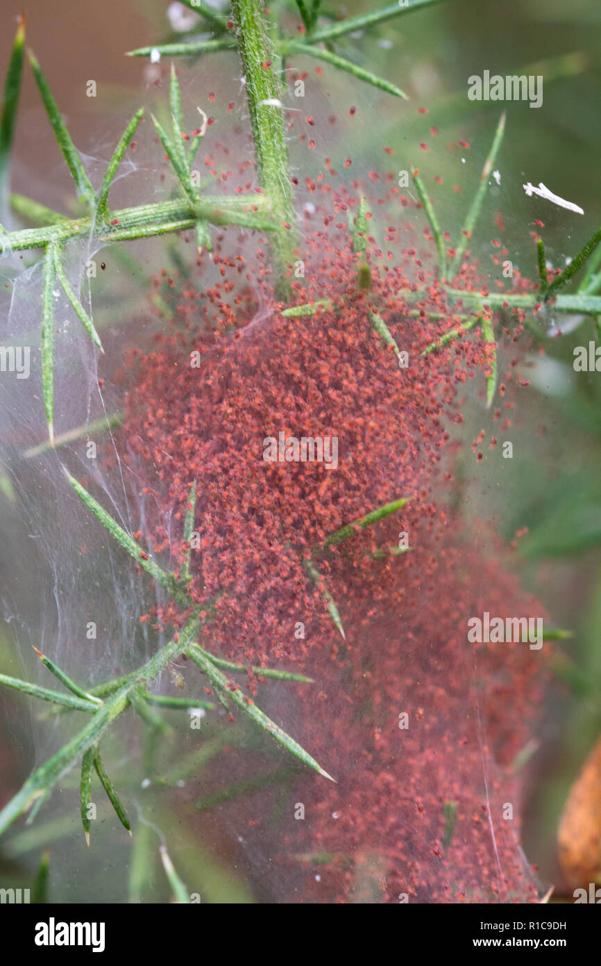 Una colonia di ginestre spider acari (Tetranychus lintearius) nel loro web su un gorse bush. Questi sono stati utilizzati come un agente per il controllo biologico dei parassiti. Foto Stock