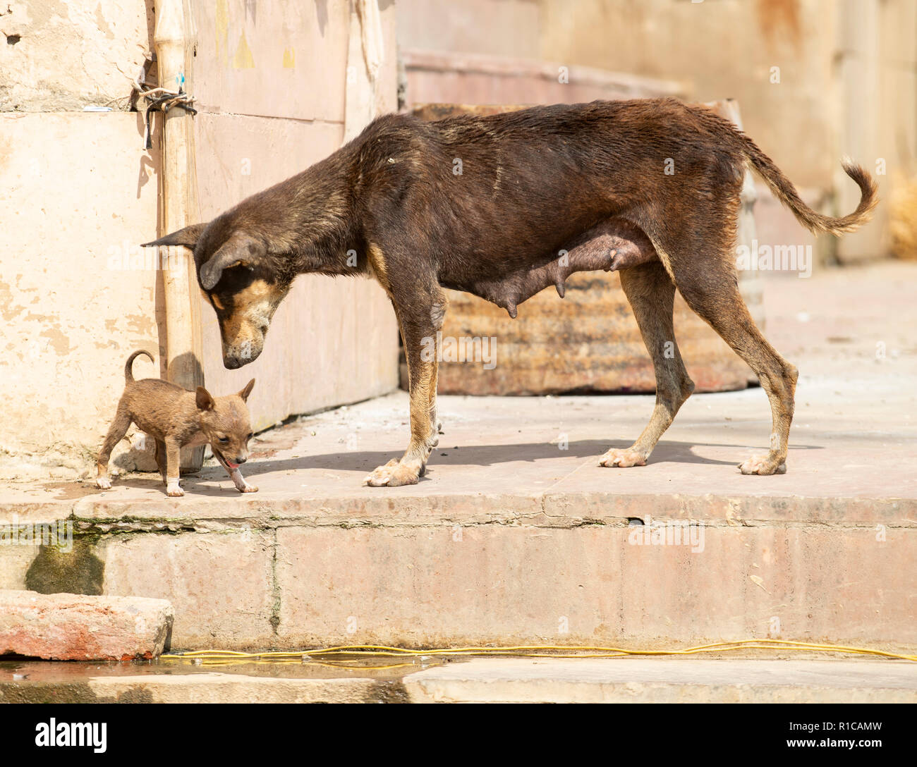 India - Varanasi, Varanasi, Uttar Pradesh, India. 30,10, 2018. Pic mostra: Varanasi è una città nel nord dello stato indiano dell'Uttar Pradesh. Considerato un Foto Stock