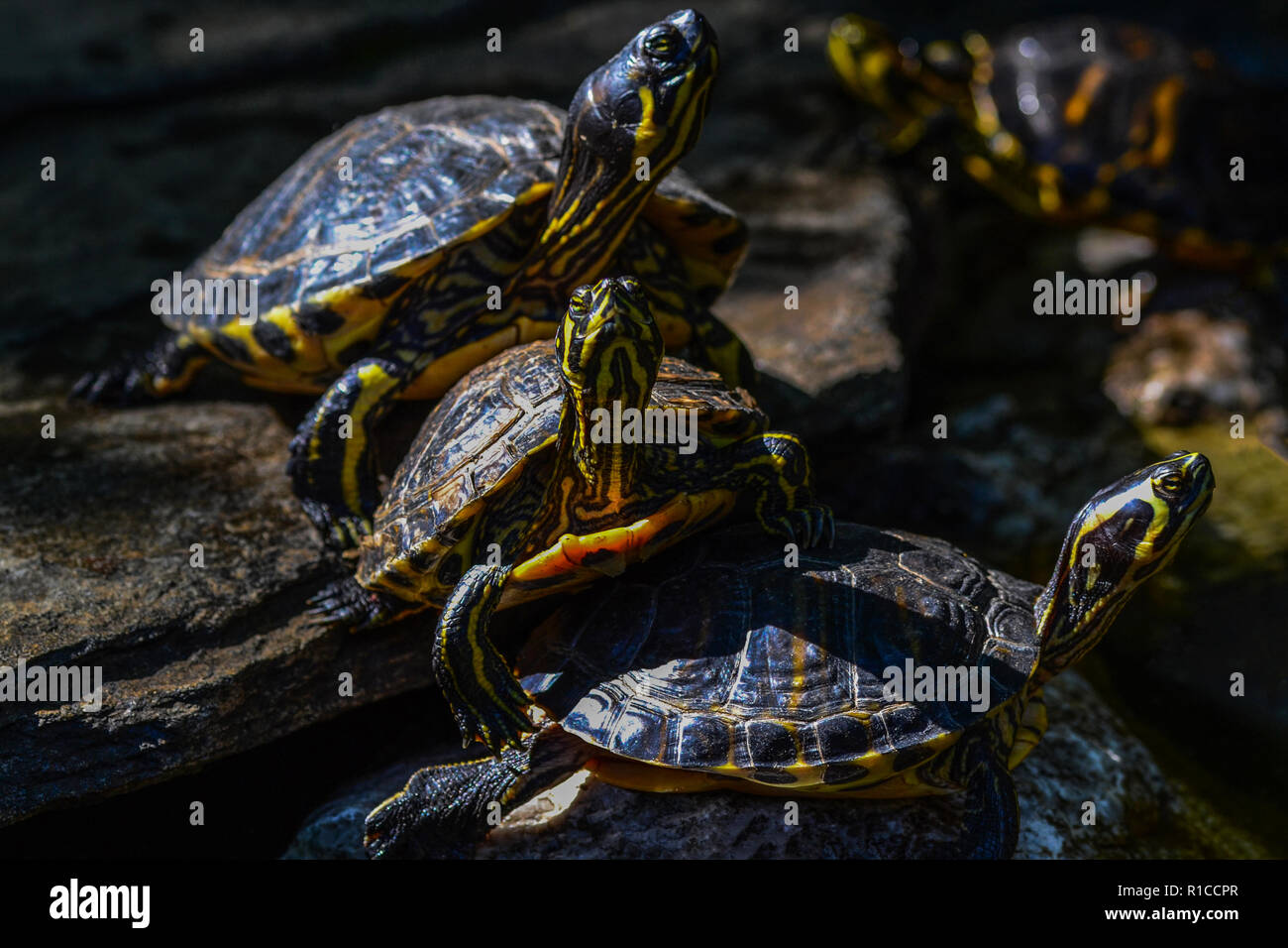 Un mazzetto di tartarughe marine che stabilisce nel sole Foto Stock