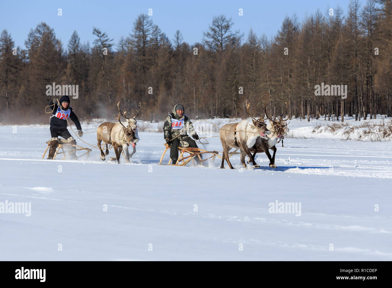 Iengra, Neryungri distretto, Yakutia, Russia. Marzo 3, 2018 Racing renne nella celebrazione dei pastori di renne Foto Stock