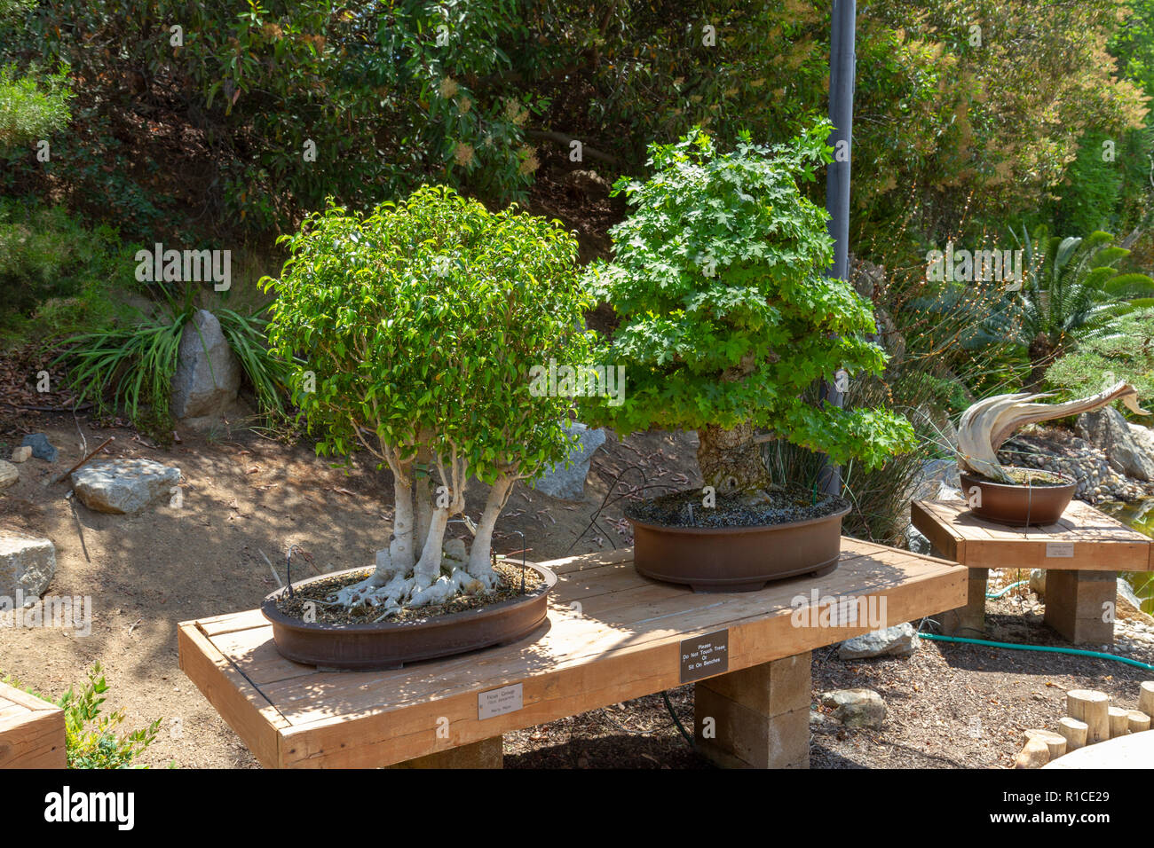 Un (L-R) Ficus Gruppo (ficus benjamina) e (Liquidambar Liquidambar orientalis) Bonsai Pavilion, il San Diego Zoo Safari Park, Escondido, CA, Stati Uniti d'America. Foto Stock