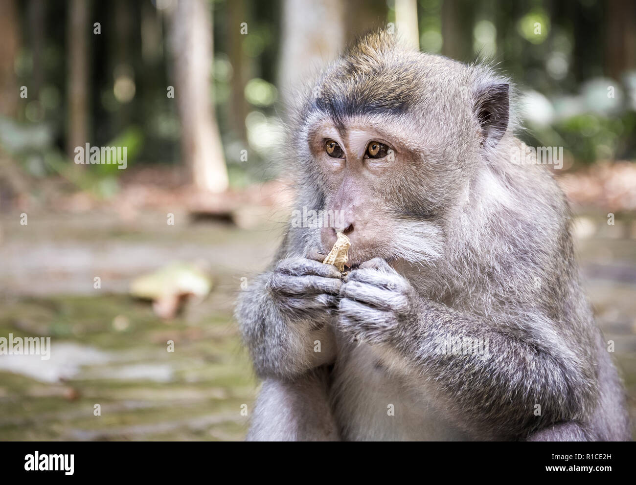 Adorabili e lunga coda Macaque sull isola di Bali in Indonesia Foto Stock