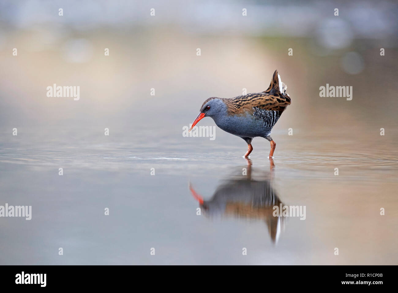 Porciglione (Rallus aquaticus) REGNO UNITO Foto Stock