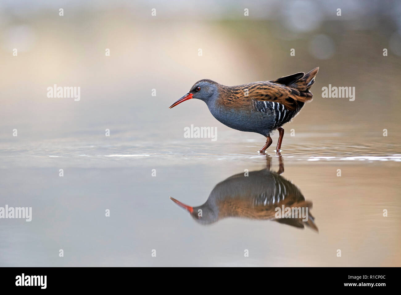 Porciglione (Rallus aquaticus) REGNO UNITO Foto Stock