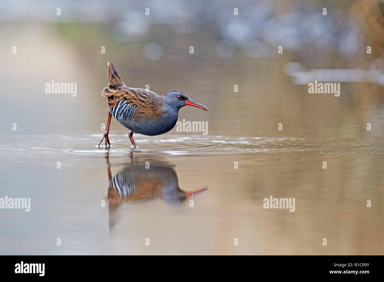 Porciglione (Rallus aquaticus) REGNO UNITO Foto Stock