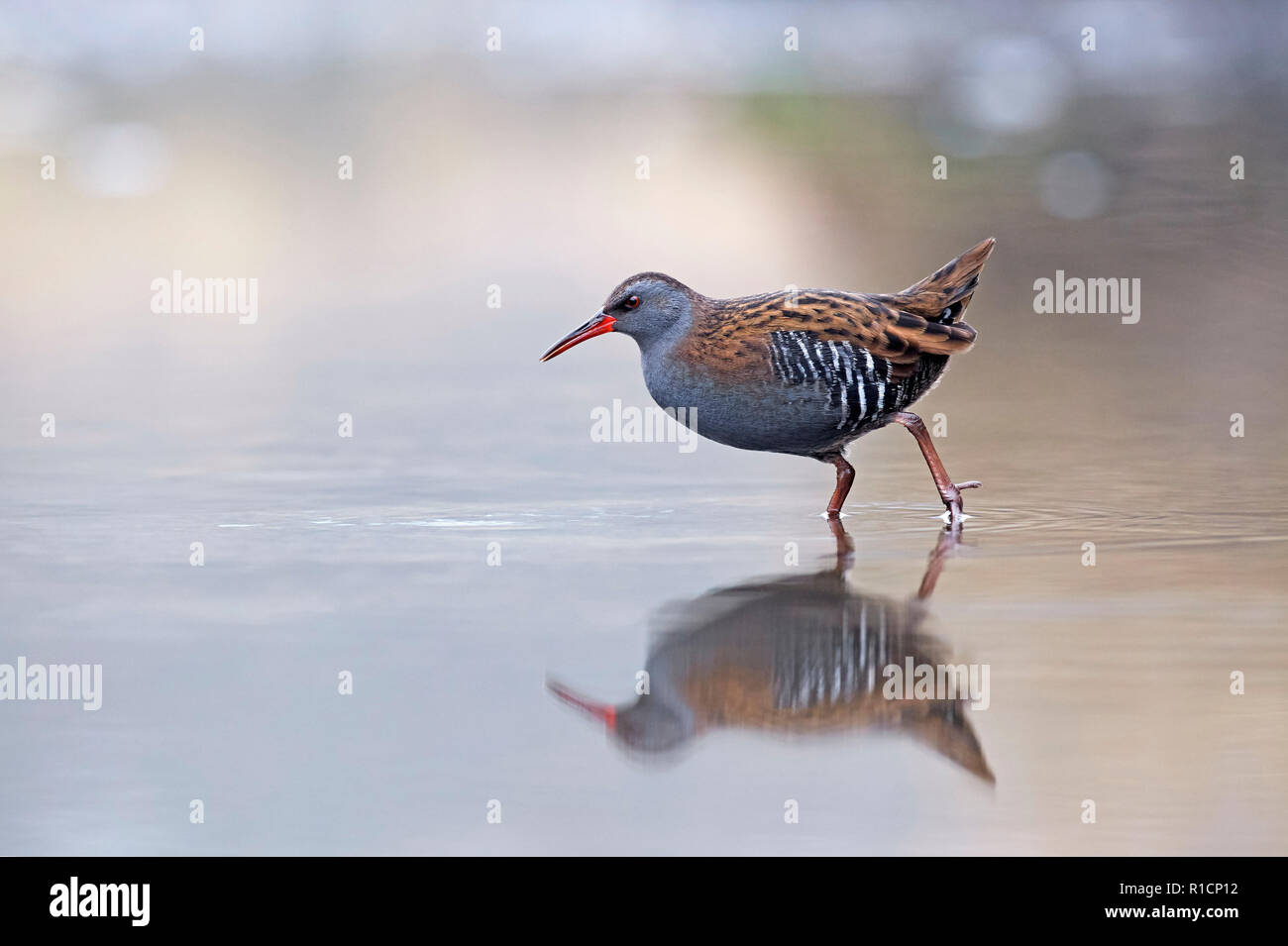 Porciglione (Rallus aquaticus) REGNO UNITO Foto Stock