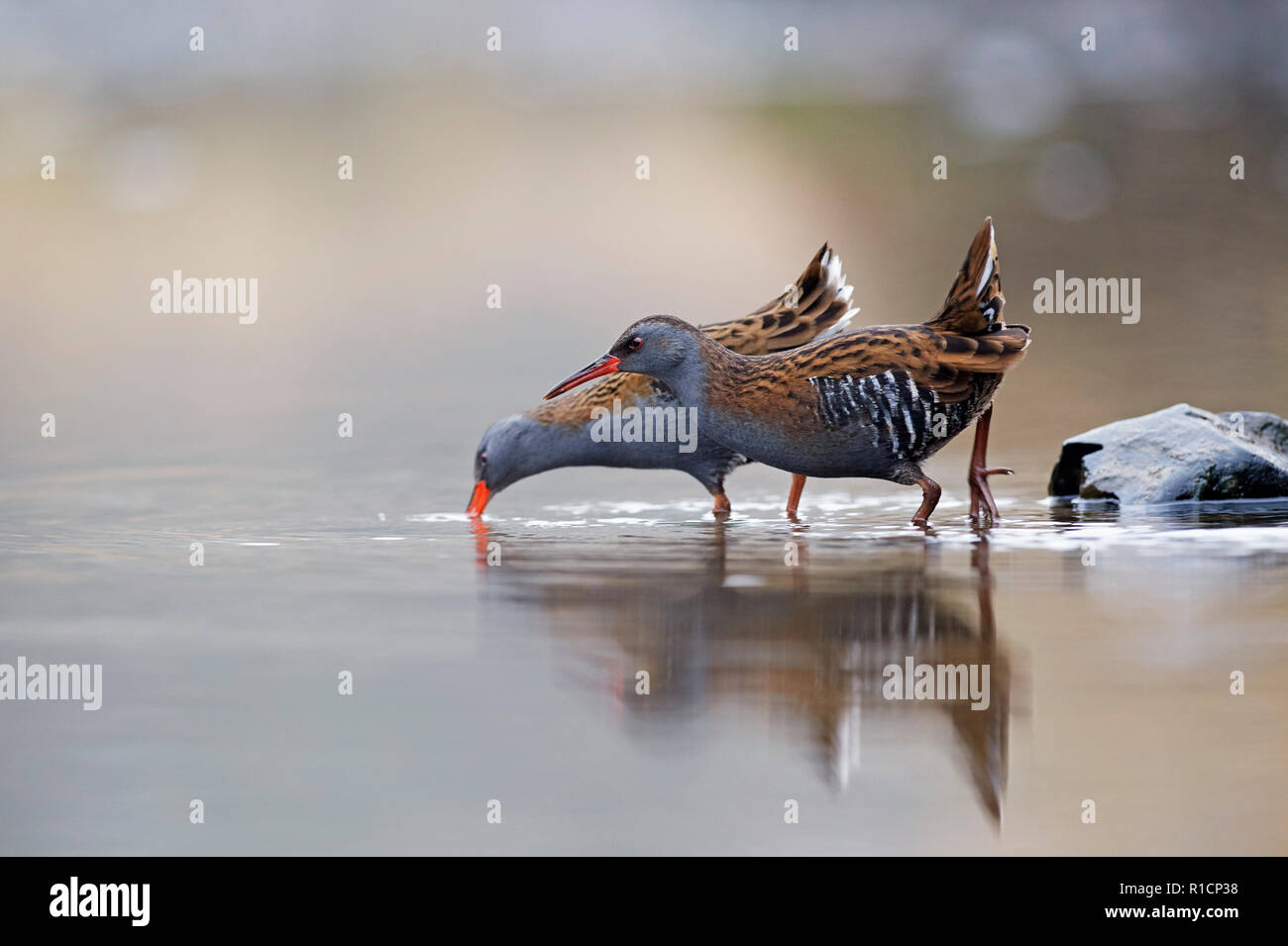 Porciglione (Rallus aquaticus) REGNO UNITO Foto Stock