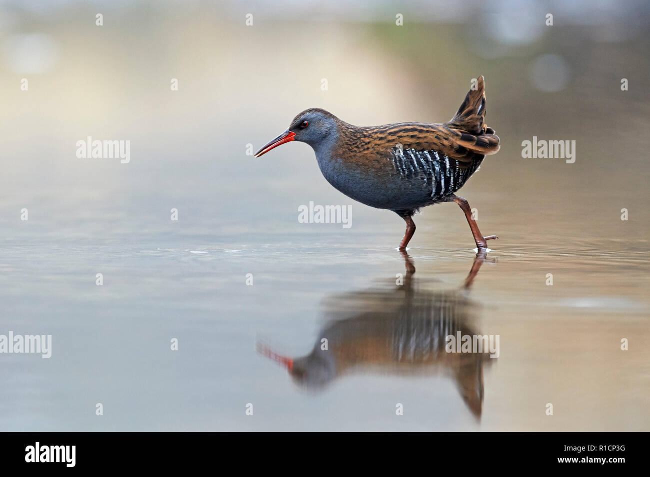 Porciglione (Rallus aquaticus) REGNO UNITO Foto Stock