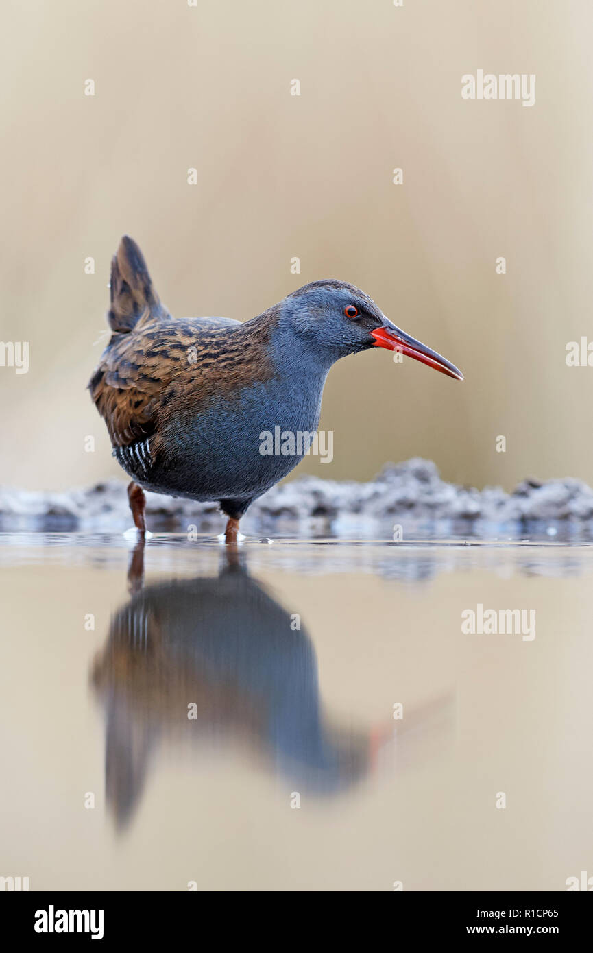 Porciglione (Rallus aquaticus) REGNO UNITO Foto Stock