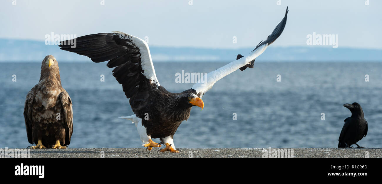 Adulto Steller's sea eagle diffondere le sue ali. Steller dell'aquila di mare sbarcati. Nome scientifico: Haliaeetus pelagicus. Cielo blu e Sfondo oceano. Foto Stock