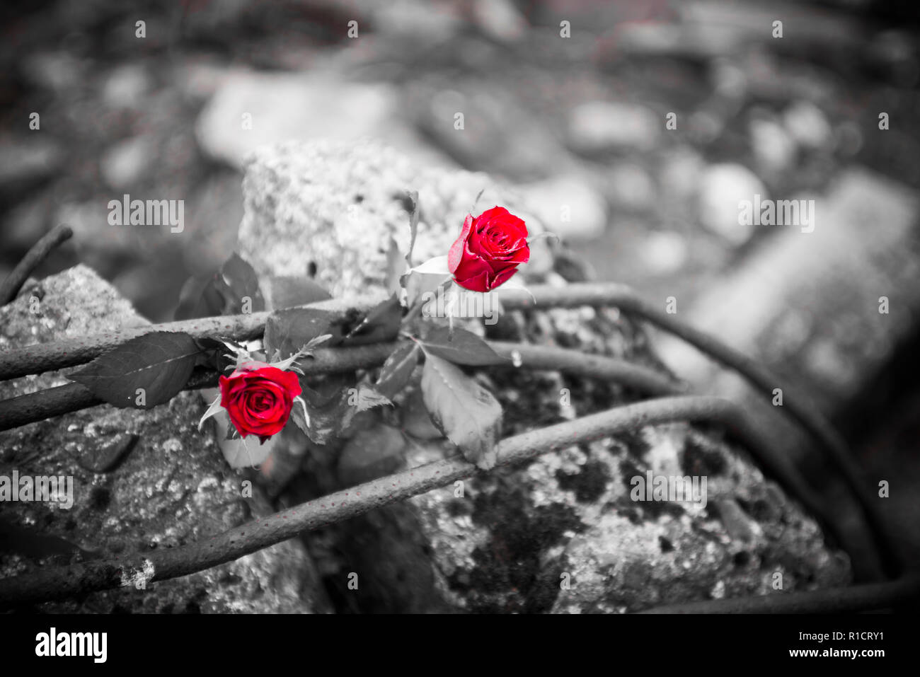 II di Auschwitz Birkenau, campo di lavoro e sterminio nazista. Rose rosse accanto a resti di una camera a gas e forno crematorio di Auschwitz II Birk Foto Stock