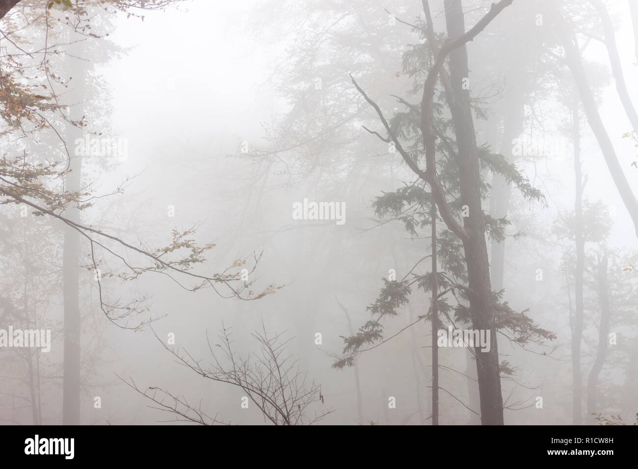 La nebbia misteriosa foresta autunnale scary sfondo luminoso Foto Stock