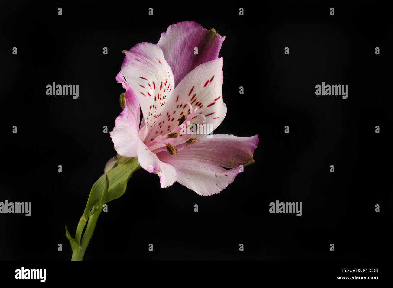 Viola alstroemeria flower isolata contro il nero Foto Stock