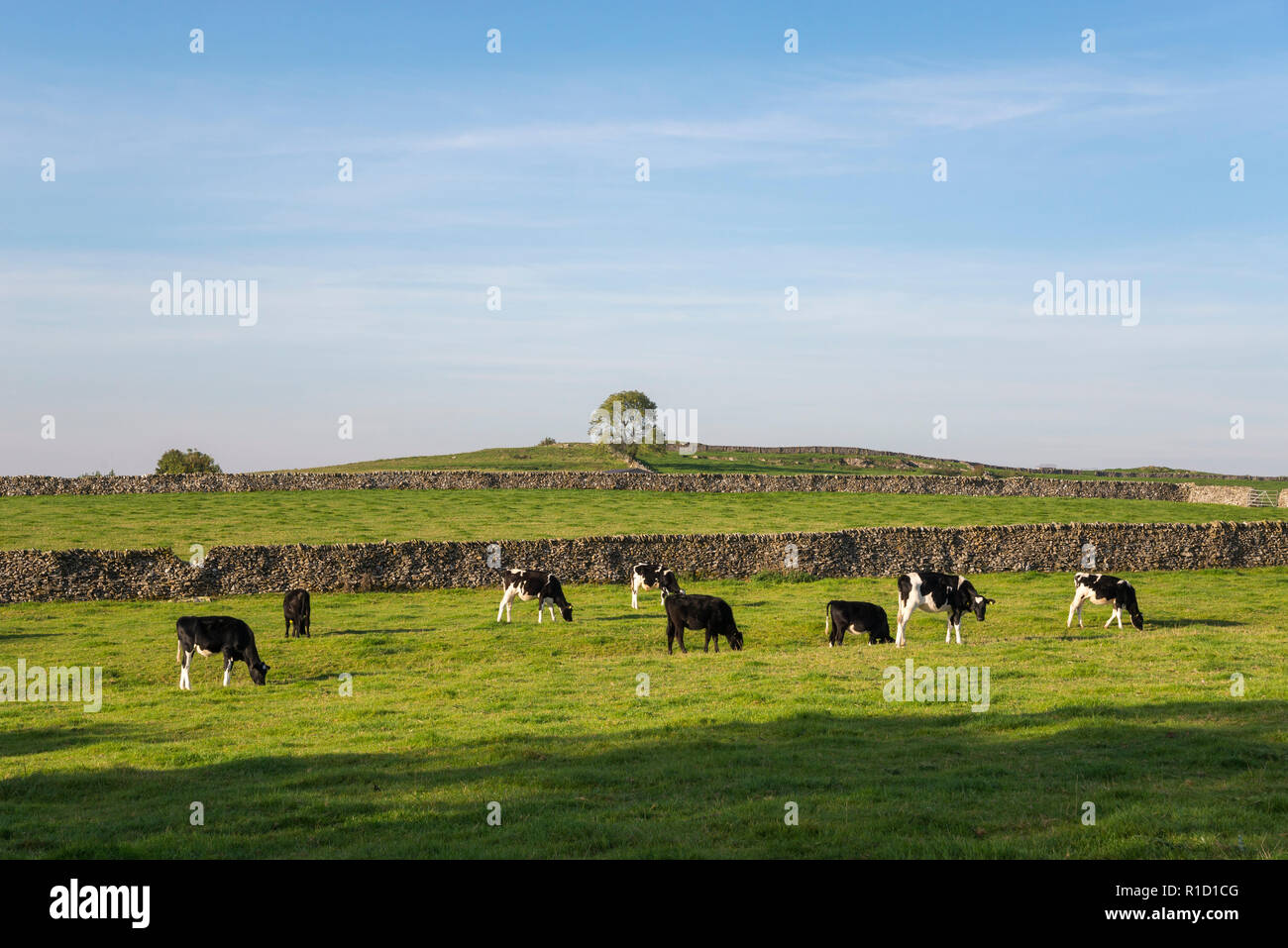 Le mucche al pascolo in lussureggianti prati verdi vicino a Buxton in Peak District, Derbyshire, in Inghilterra. Foto Stock