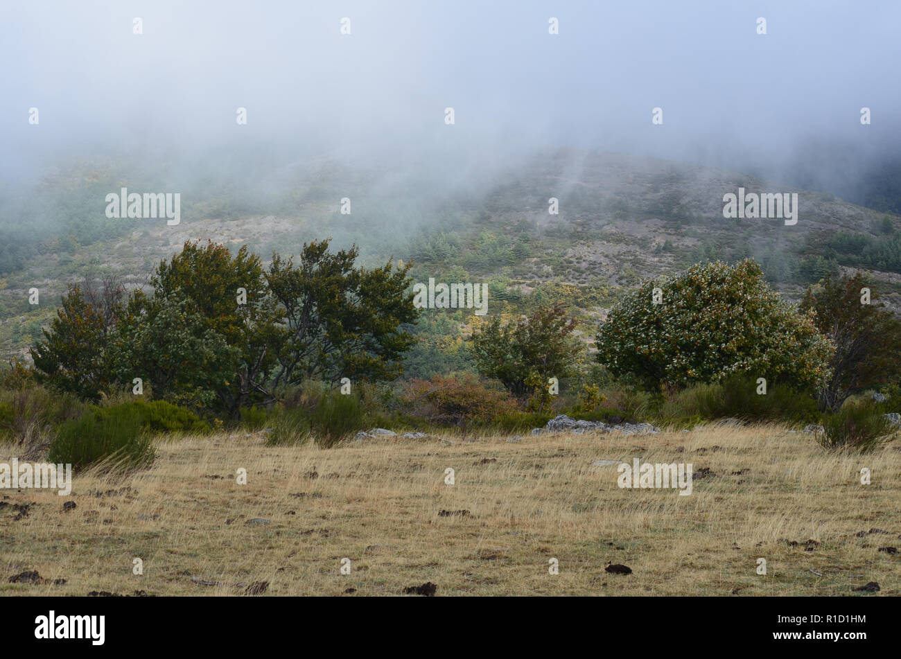 Media e alta altitudine mediterraneo degli ecosistemi di montagna dominato dalla ginestra Cytisus oromediterraneus, lecci e ginepri, Tejera Negra Riserva Naturale Foto Stock