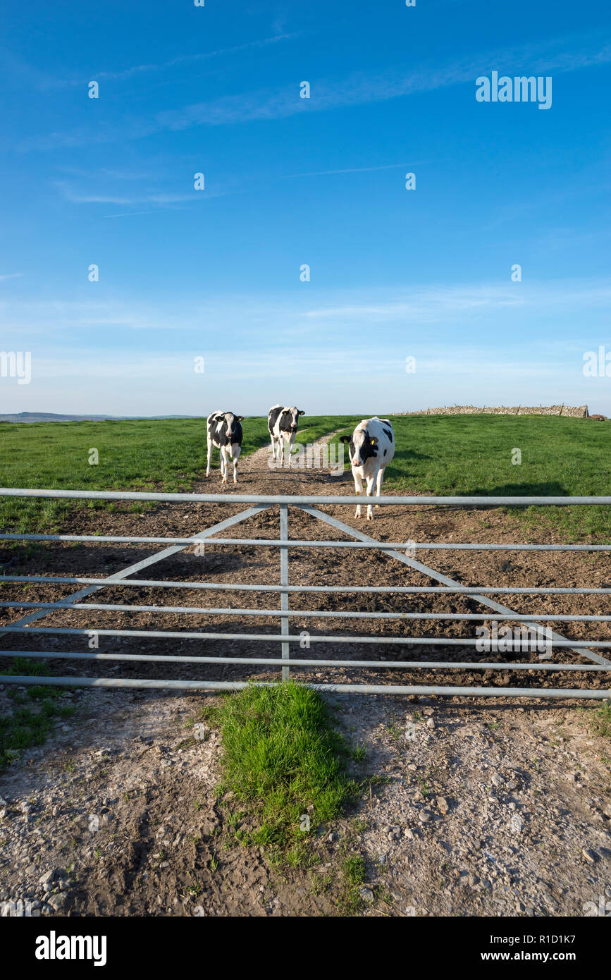 Tre Vacche da latte della campagna inglese e su una soleggiata giornata autunnale. Foto Stock