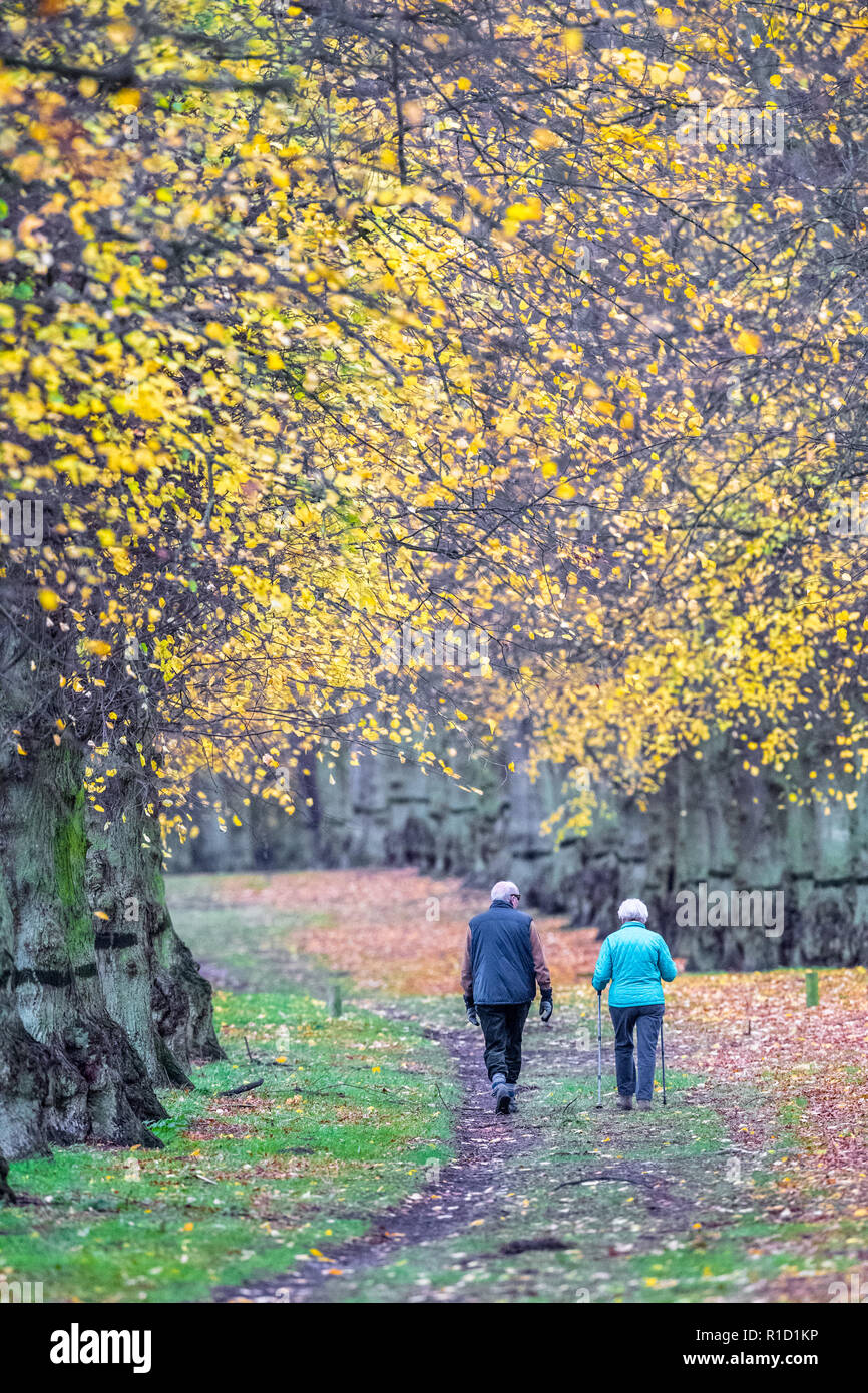 Walkers godetevi un pomeriggio passeggiata lungo il viale alberato in Clumber Park su una noiosa e cucire a sopraggitto giornata autunnale, Foto Stock