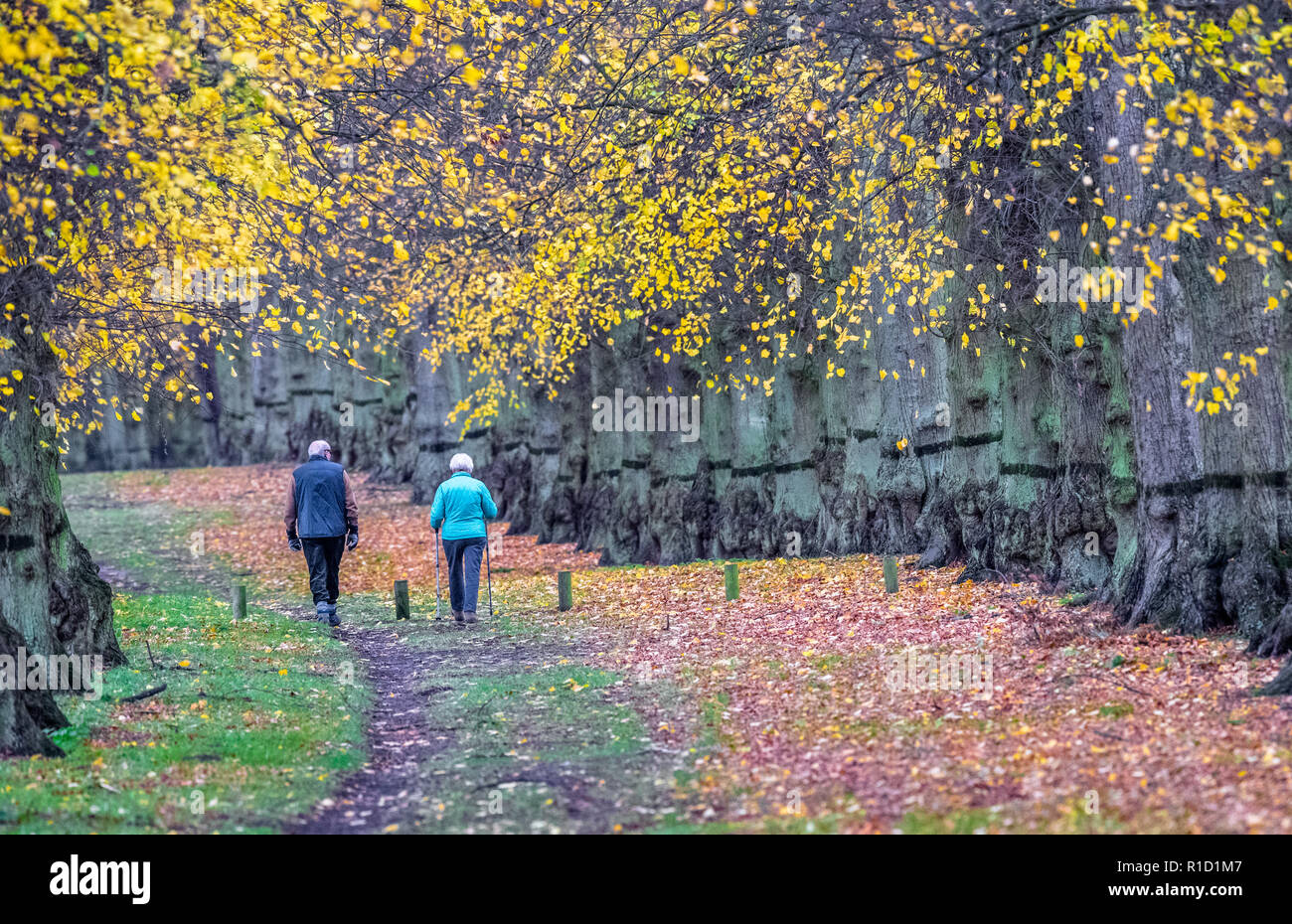 Walkers godetevi un pomeriggio passeggiata lungo il viale alberato in Clumber Park su una noiosa e cucire a sopraggitto giornata autunnale, Foto Stock
