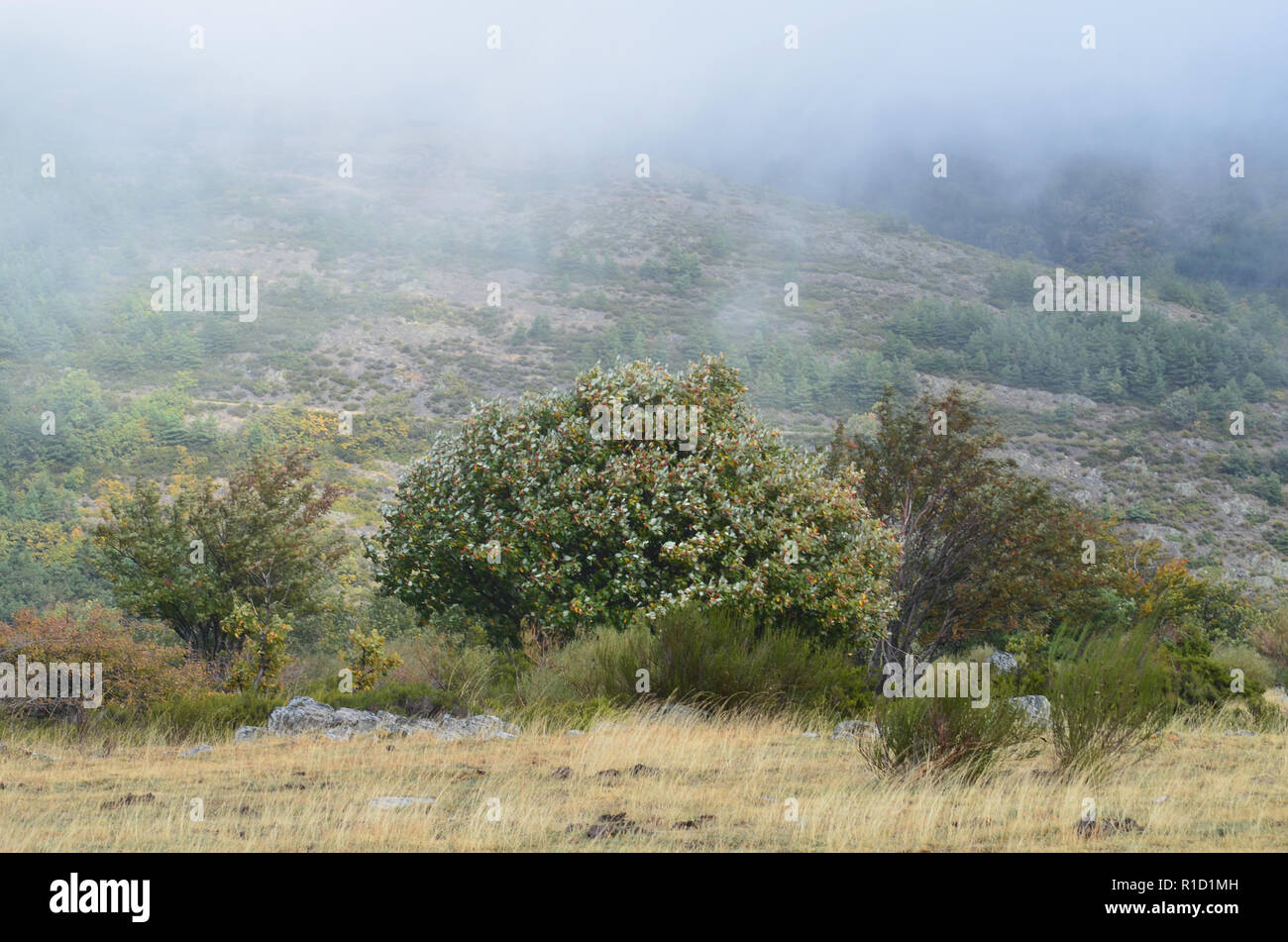 Media e alta altitudine mediterraneo degli ecosistemi di montagna dominato dalla ginestra Cytisus oromediterraneus, lecci e ginepri, Tejera Negra Riserva Naturale Foto Stock