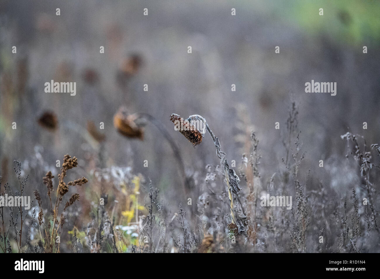Un campo di morti di piante di girasole. Foto Stock