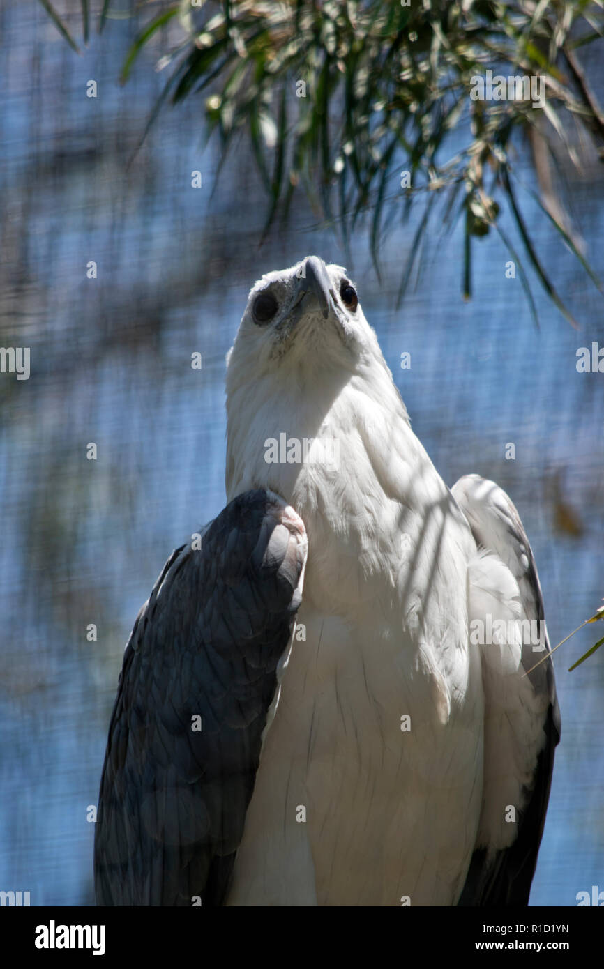 Si tratta di un vicino di un'aquila di mare Foto Stock