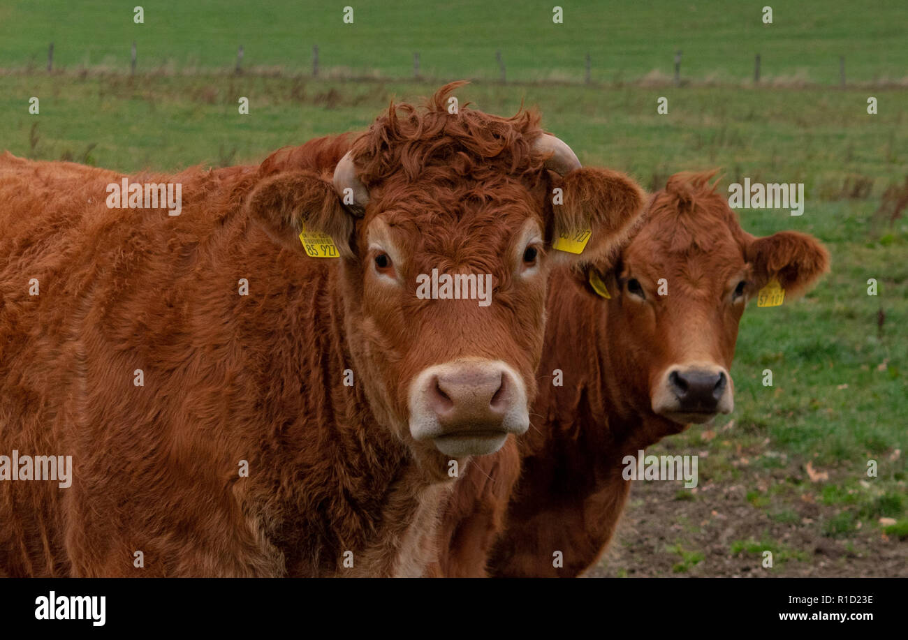 Ritratto di bestiame nel Sauerland Bio Agriturismo, Germania Foto Stock