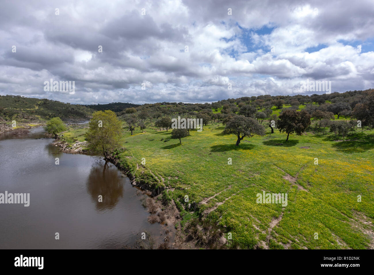 Encinas, querce albero lungo il fiume Salor, a Aliseda, Rio Salor, Estremadura, Spagna Foto Stock