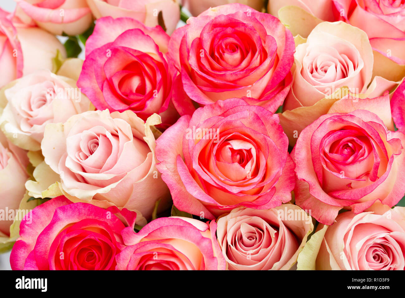 Freschi di fiori di rosa Foto Stock