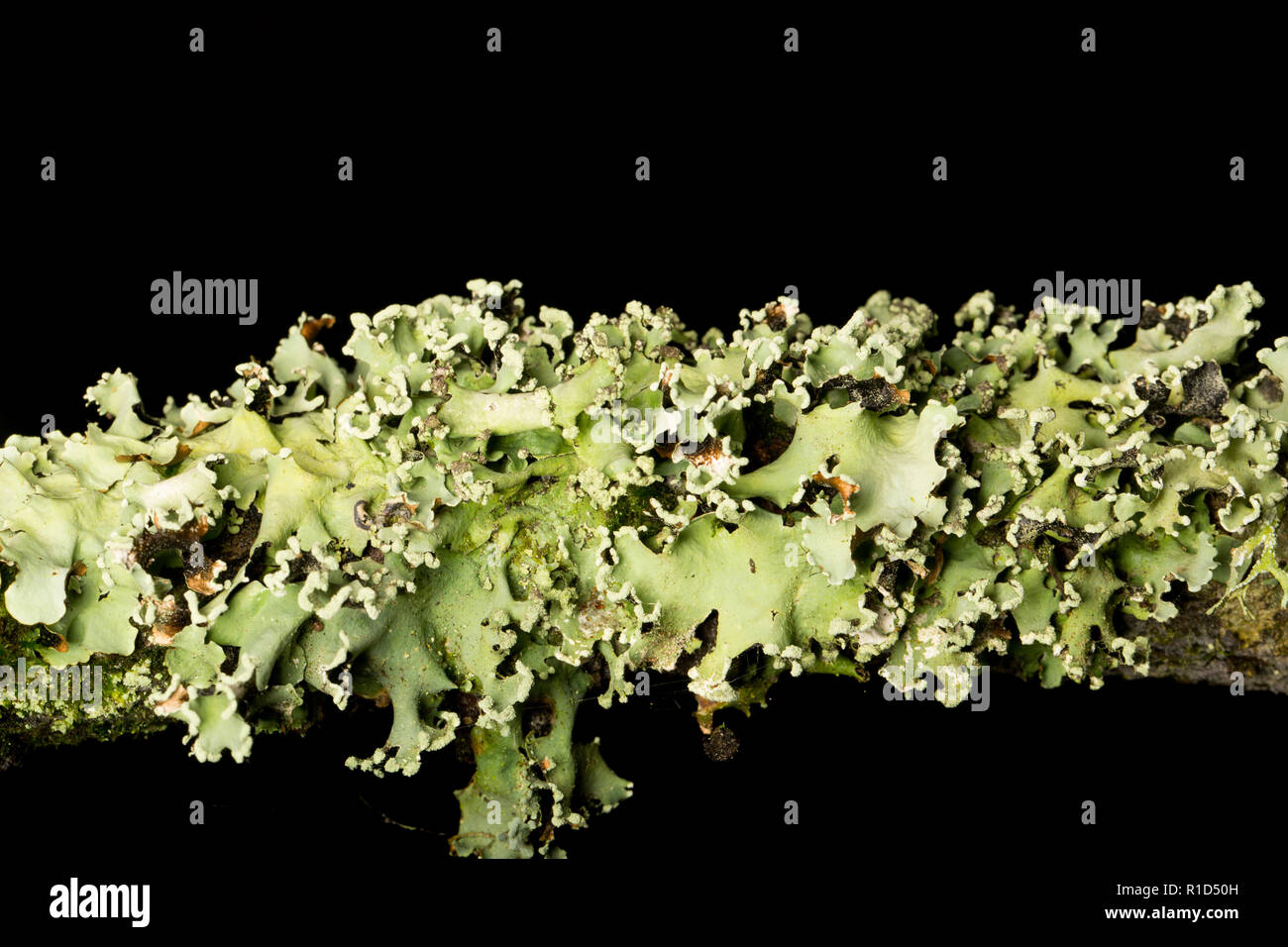 Un esempio comune di lichene Greenshields, Flavoparmelia caperata, che cresce su un ramo di quercia nella nuova foresta. I licheni sono sensibili all'inquinamento atmosferico. P Foto Stock