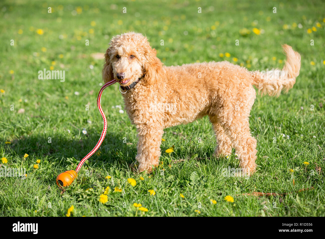 Giovani barboncino albicocca ritratto. Attento giovane di sei mesi cane barboncino sul prato tra i fiori gialli, Vienna, Austria Foto Stock