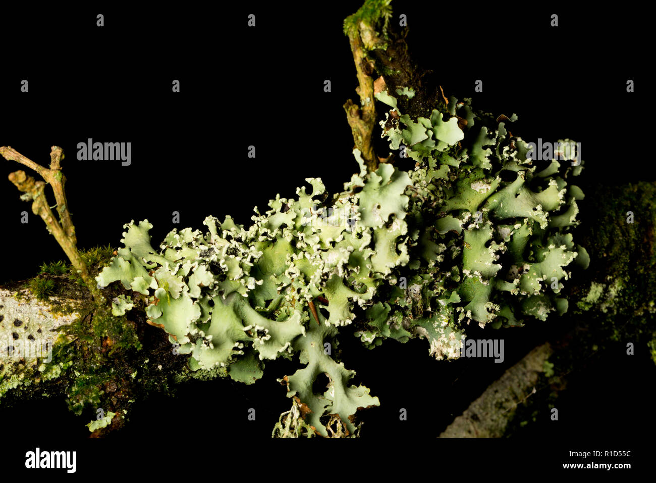 Un esempio comune di lichene Greenshields, Flavoparmelia caperata, che cresce su un ramo di quercia nella nuova foresta. I licheni sono sensibili all'inquinamento atmosferico. P Foto Stock