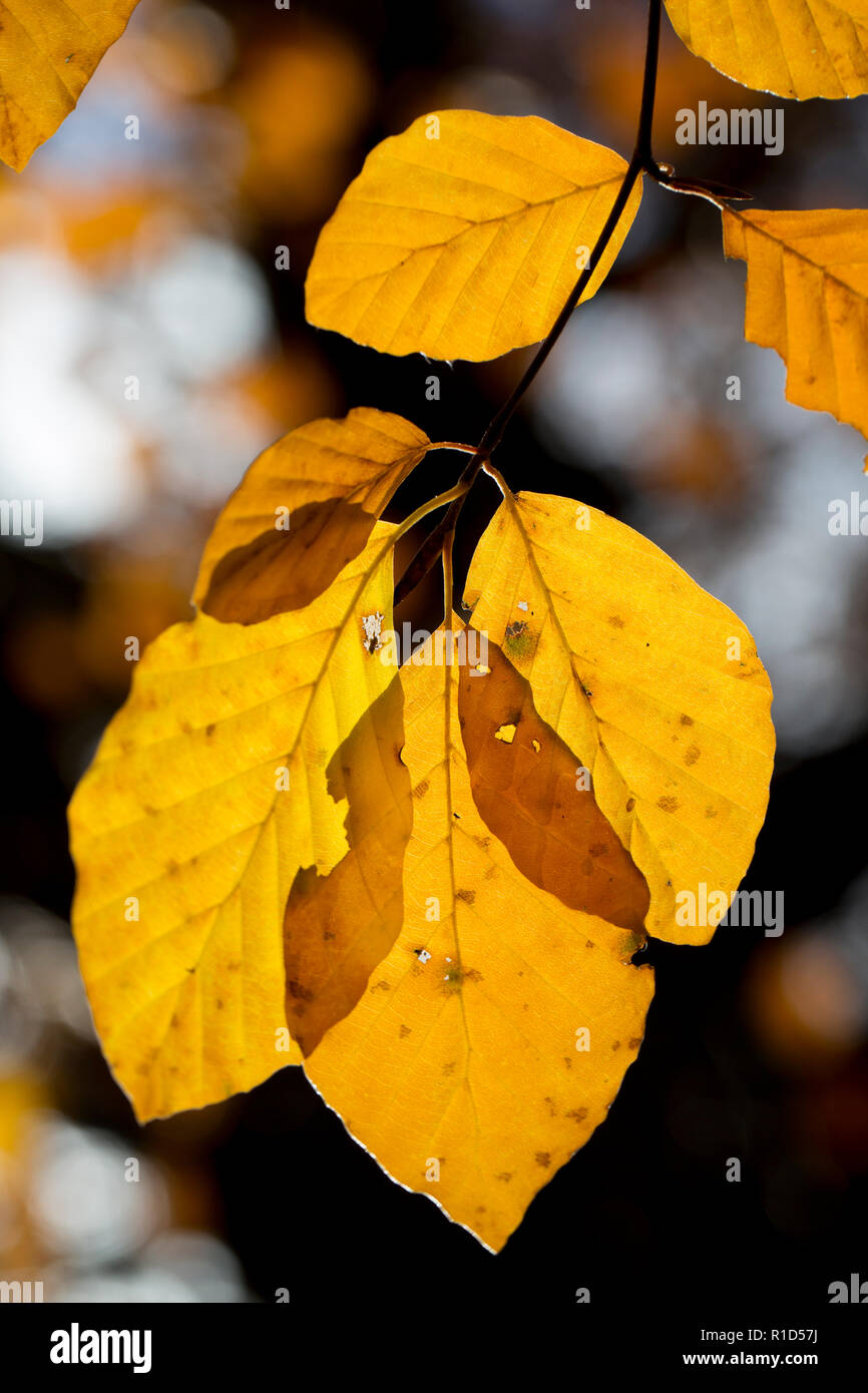 Foglie di faggio, Fagus sylvatica, nel novembre autunno la luce del sole nella nuova foresta Hampshire England Regno Unito GB Foto Stock