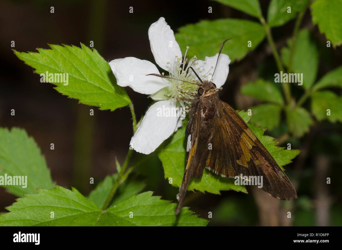 Argento-spotted Skipper, Epargyreus clarus, su blackberry, Rubus sp., blossom Foto Stock