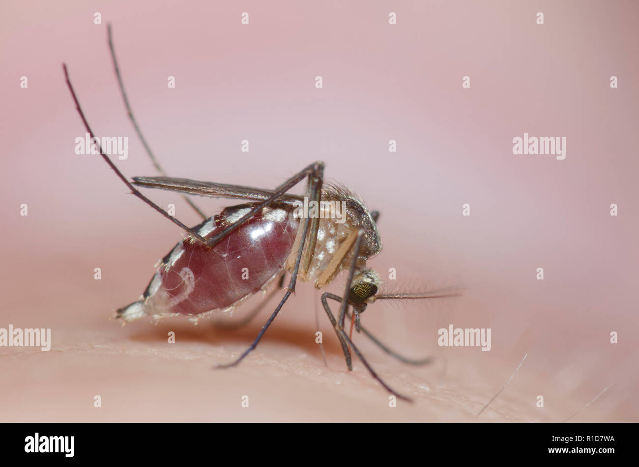 Mosquito, Famiglia Culicidae, femmina morde la pelle umana e ottenere congestioni con il sangue Foto Stock